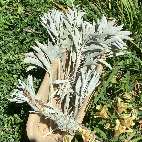 Sage w Lavender. 1 Stick. 12”x 1”. Organic. - Picture 6 of 12